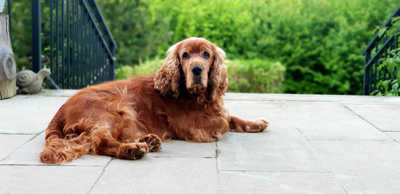 The Unique Features of the English Toy Spaniel